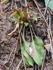 Penstemon attenuatus