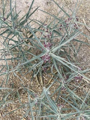 Asclepias brachystephana