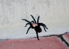 Brachypelma albiceps