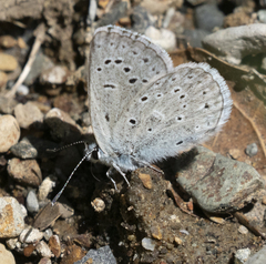 Icaricia icarioides pardalis