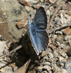 Icaricia icarioides pardalis