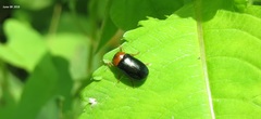 Smaragdina semiaurantiaca