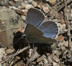 Icaricia icarioides pardalis