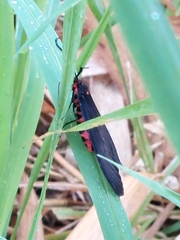 Gynautocera rubriscutellata