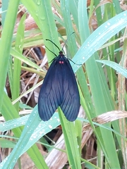 Gynautocera rubriscutellata