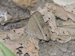Cissia similis