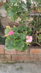 Pelargonium