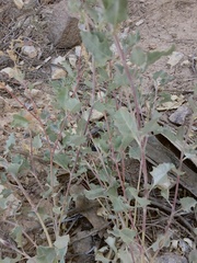 Atriplex barclayana