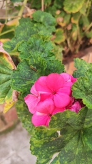Pelargonium