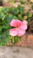 Pelargonium