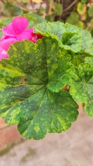 Pelargonium