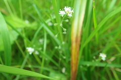 Circaea alpina pacifica