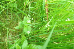 Circaea alpina pacifica