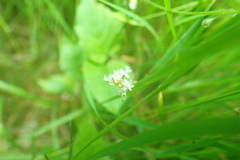 Circaea alpina pacifica
