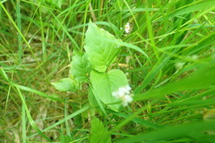 Circaea alpina pacifica