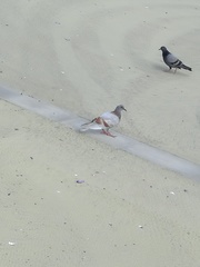 Columba livia domestica