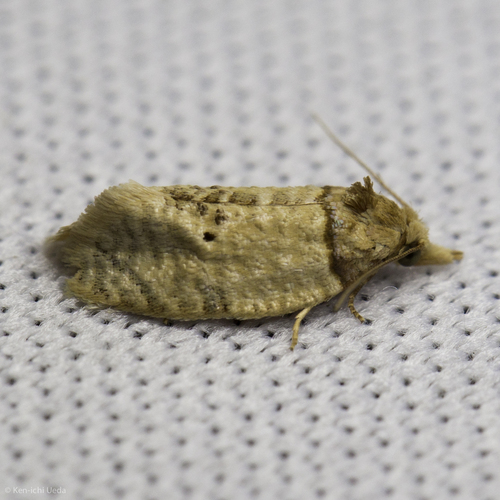 Brown-shouldered Henricus photo 4