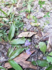 Lobelia feayana image