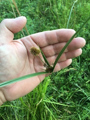 Cyperus cephalanthus