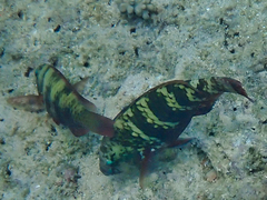 Chlorurus