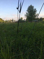 Cyperus cephalanthus