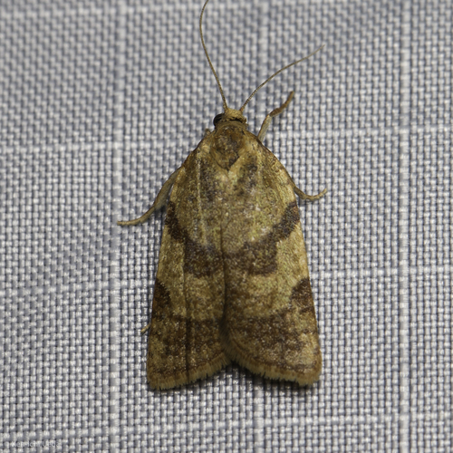 Tortricine Ragwort Moth photo 3