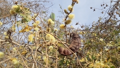 Ebenopsis caesalpinioides