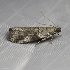 Acrobasis caliginella