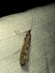 Glyphopsyche