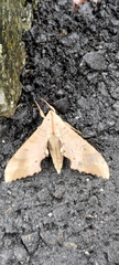 Marumba sperchius