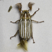 Ten-lined June Beetle - Photo (c) Ken-ichi Ueda, some rights reserved (CC BY), uploaded by Ken-ichi Ueda