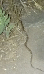 Hypsiglena ochrorhynchus klauberi