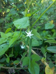 Rytidostylis gracilis