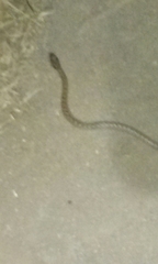 Hypsiglena ochrorhynchus klauberi