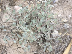Atriplex barclayana