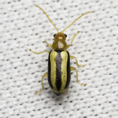 Synetocephalus bivittatus