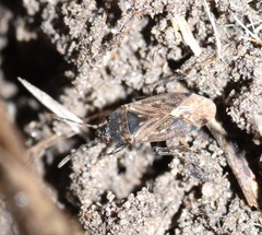 Peritrechus convivus