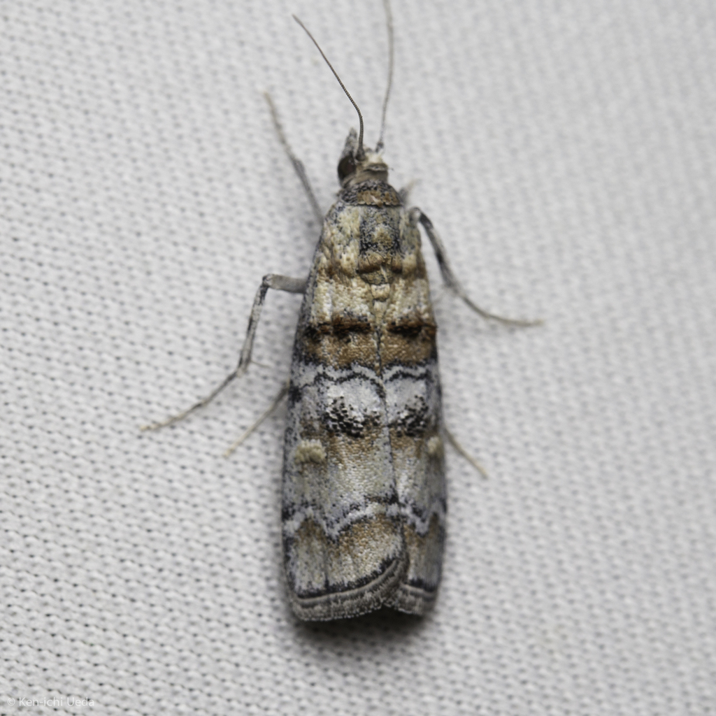 Dioryctria fordi