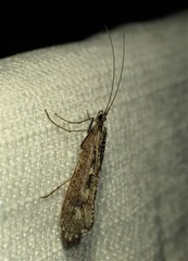 Glyphopsyche