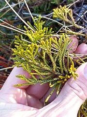 Halocarpus bidwillii