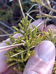 Halocarpus bidwillii