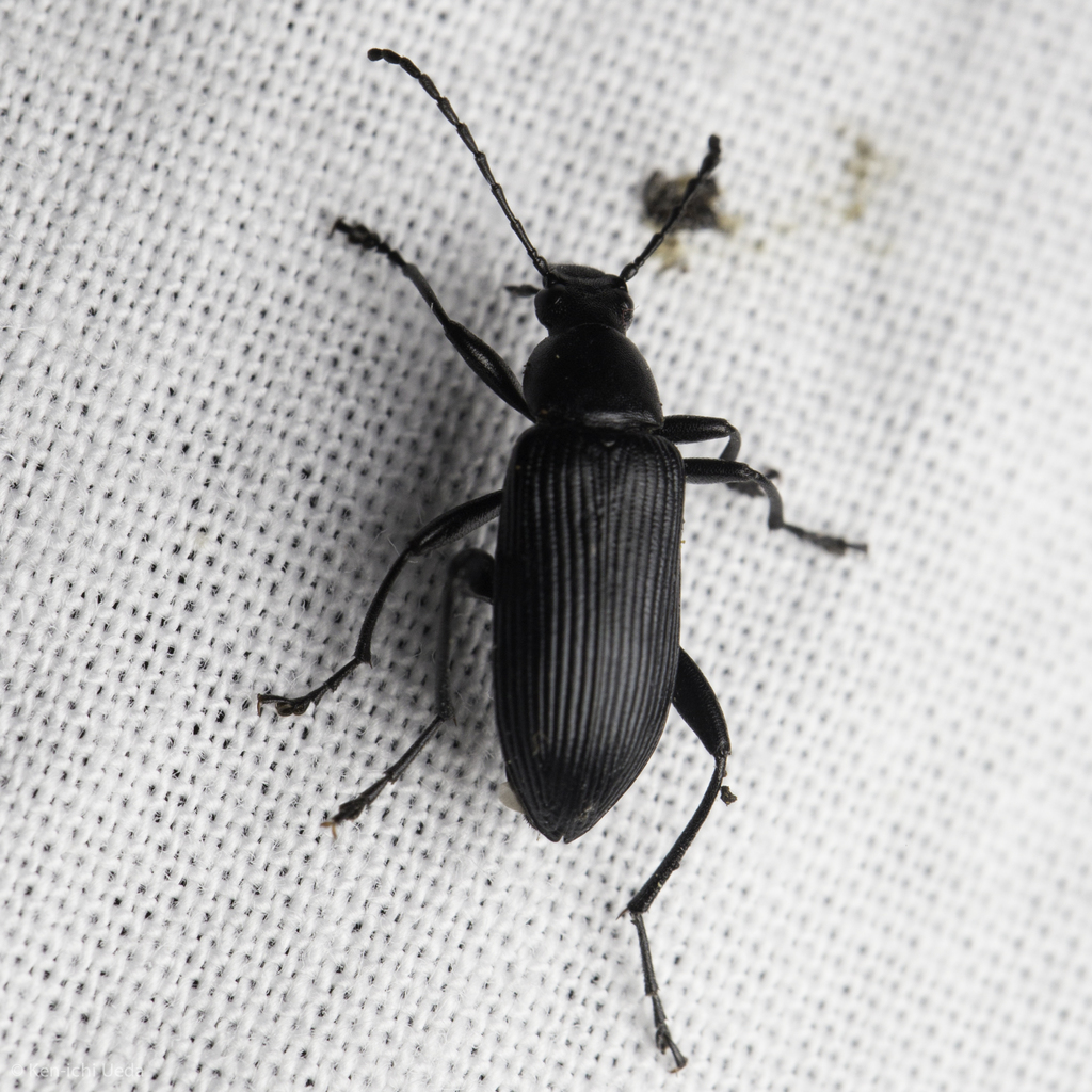 Stenochidus robustus