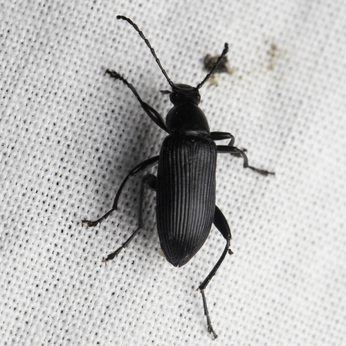 Stenochidus robustus