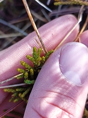 Halocarpus bidwillii