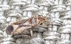 Thaumastocoridae
