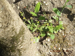 Ranunculus micranthus