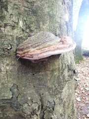 Ganoderma australe
