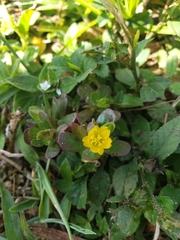 Portulaca oleracea