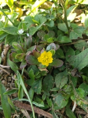 Portulaca oleracea