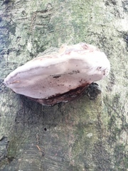 Ganoderma australe